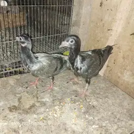 Dijual sepasang merpati pos anakan bkn kandang  ayam,kucing,kelinci,