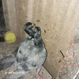 Dijual merpati pos anakan 2 ekor