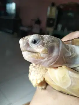 Kura kura sulcata 18 cm
