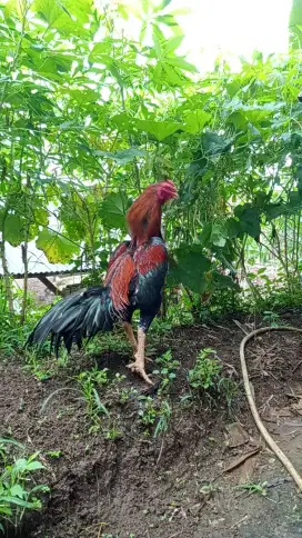 Ayam Bangkok super