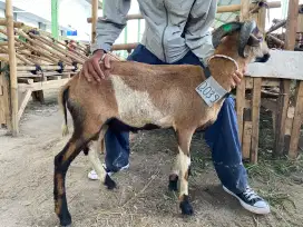 Jual domba qurban