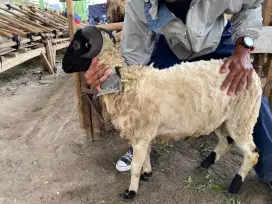 Jual domba qurban