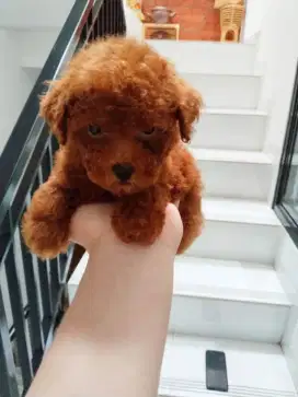 Dijual anak anjing ras poodle
