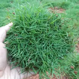 Rumput Swiss Golf 1 meter