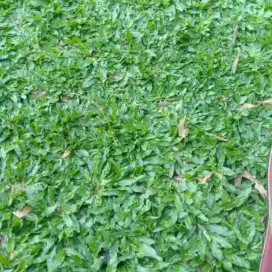 Rumput Gajah Mini 1 Meter