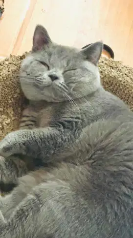 Kucing scottish jantan dan sehat
