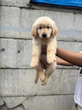 Sale 1 male & 3 female golden retriever murmer
