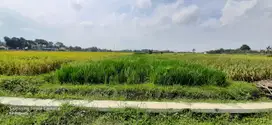 Tanah Sawah Murah Strategis Dekat SMK Senden dan Gerbang Tol Klaten
