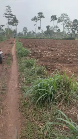 Lahan zona kuning lokasi Singosari
