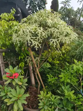 Tanaman pepaya varigata.tinggi 1.5 m