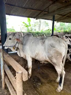 Sapi Qurban Brahman