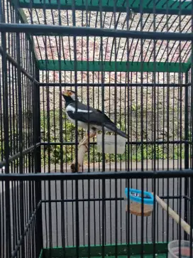 Kandang + suren nego