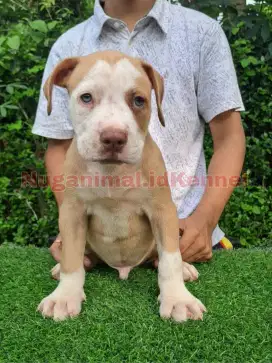 Anjing Pitbull Jantan Blue Eyes Bigsize