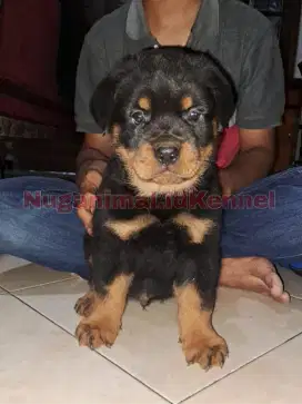 Anjing Rottweiler Bigsize Anakan Puppy