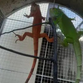 Iguana red dan green