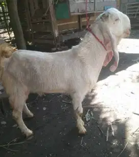 kambing jantan qurban 50 kiloan timbang hidup siap kurban superan puas