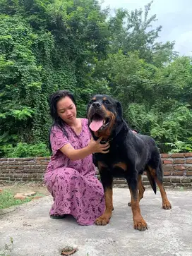 Rottweiler jantan