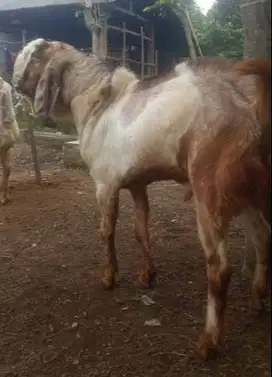 kambing qurban jantan 50kiloan timbang hidup siap kurban super rawatan