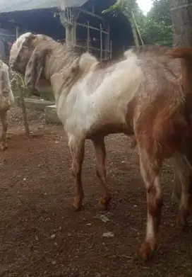 kambing qurban jantan 50kiloan siap kurban super timbang hidup manteb