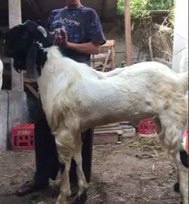 kambing qurban jantan 50kiloan siap kurban super timbang hidup manteb