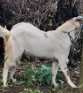kambing jantan super 50 kiloan siap qurban 2025 jamin manteb rawatan
