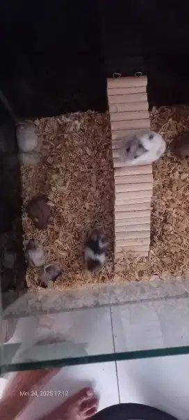 Hamster dan 7 anak nya