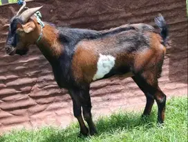 kambing qurban 50kiloan timbang hidup siap kurban 2025 superan rawatan