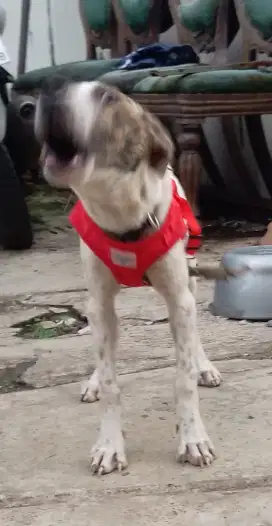 Pittbull x. Lokal besar. Jntan