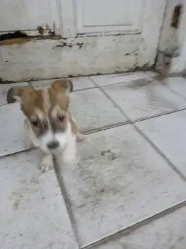 Pittbull x lokal. Biru ras besar