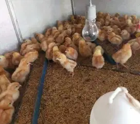 Doc bibit ayam petelur