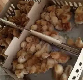 Doc bibit ayam petelur