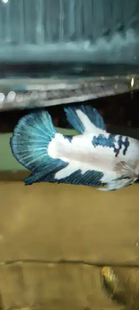 Jual ikan cupang hias seri blue rim ukuran s-