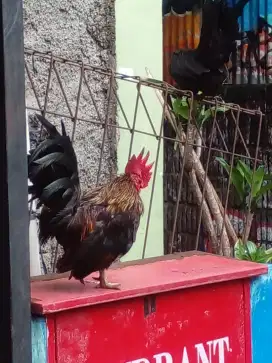 Ayam Kate semi serama