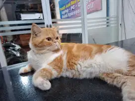 KUCING PERSIA EXOTIC PEAKNOSE JANTAN SHOTHAIR 1 tahun sehat lincah