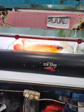 Ikan arwana super red ITL