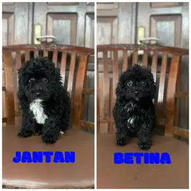 Black toy poodle 3bulan MURMER