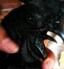 Ayam cemani lidah hitam