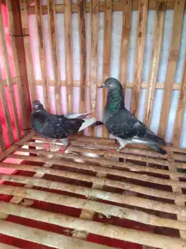 Jual semua murah aja tp gak murahan materi kentong, kolongnya