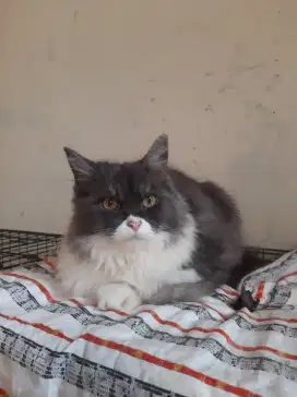 Tity Persia mix Ragdoll Jantan