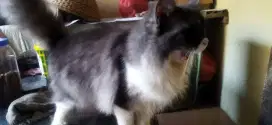 Kucing persia jantan