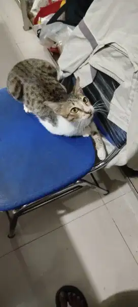 Kucing unik, jantan, lincah