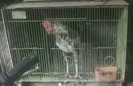 Jual ayam ketawa warna jalak