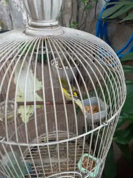 Jual burung kenari gacorrr