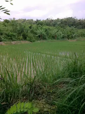 DI jual tanah siap pakai bisa di bangun utk vila/,resort/hotel bante