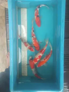 Jual ikan koi blitar murah meriah