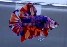 ikan cupang giant candy nemo