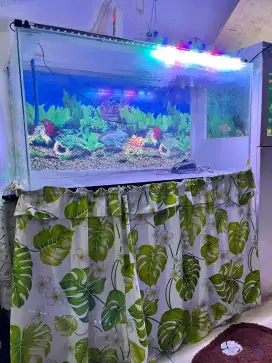 Aquarium 100×60 dan kandang koloni 150×50