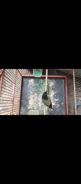 Pentet Madura gondrong