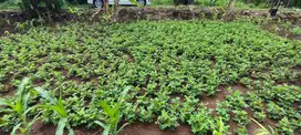 Dijual lahan tanah di Purwosari Kota Semarang