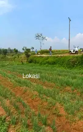 JUAL KEBUN MURAH PINGGIR JALAN DI CIMAUNG